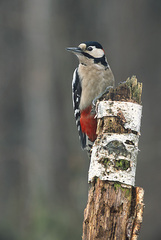 Great Spotted Woodpecker Great Spotted Woodpecker